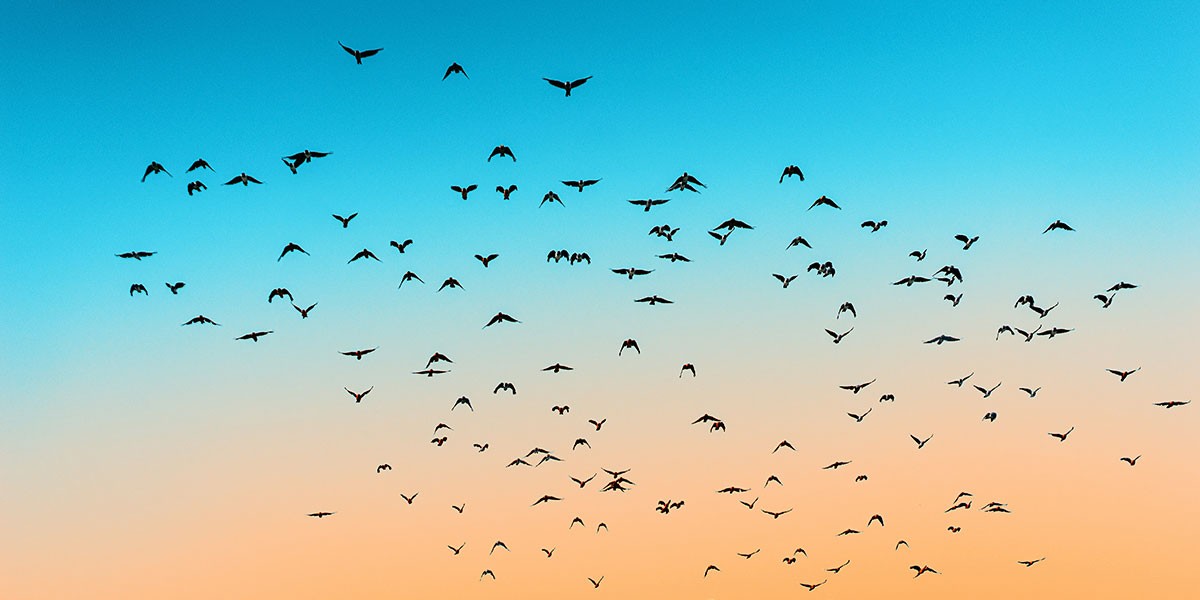 A large flock of birds flying in the sky during a gradient sunset with blue and orange hues.