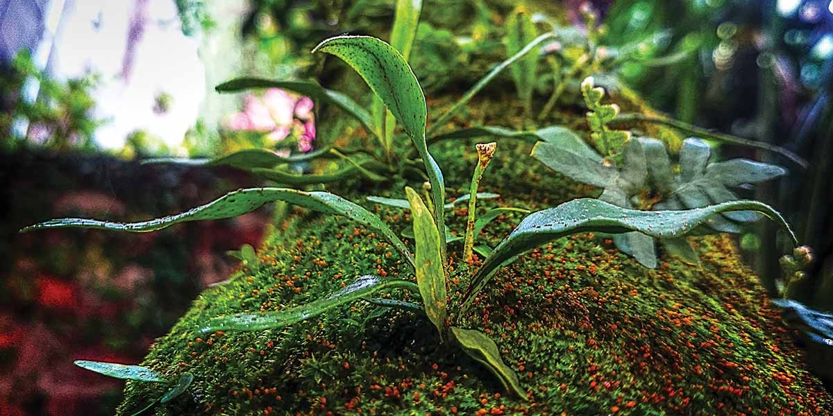 Close-up of green leaves and moss with small orange spores on a blurred natural background.