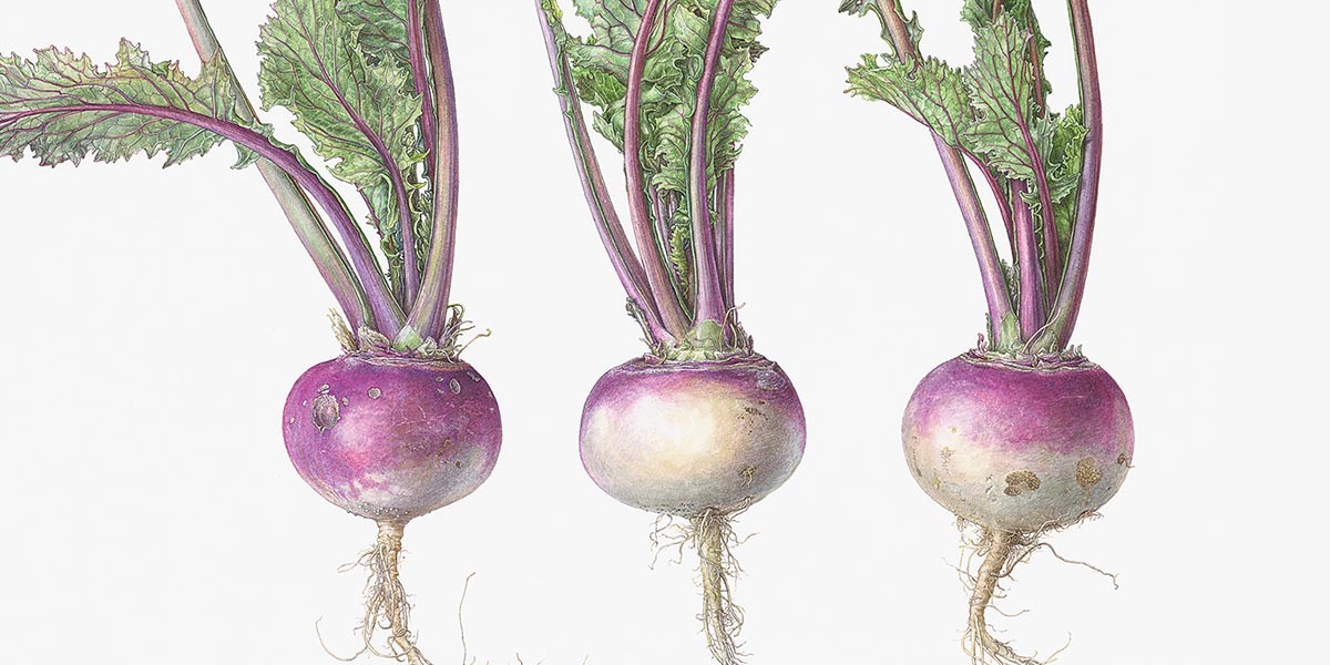 Three purple and white turnips with leafy green tops on a white background.