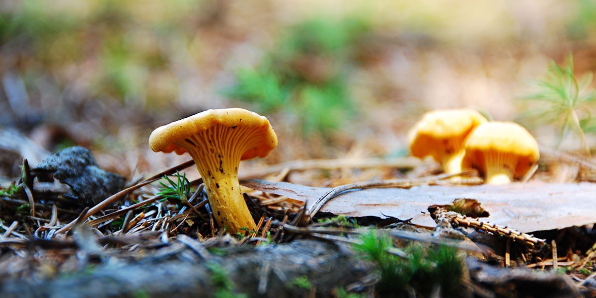 Close-up of yellow chanterelle mushrooms growing on forest floor with pine needles and leaves.