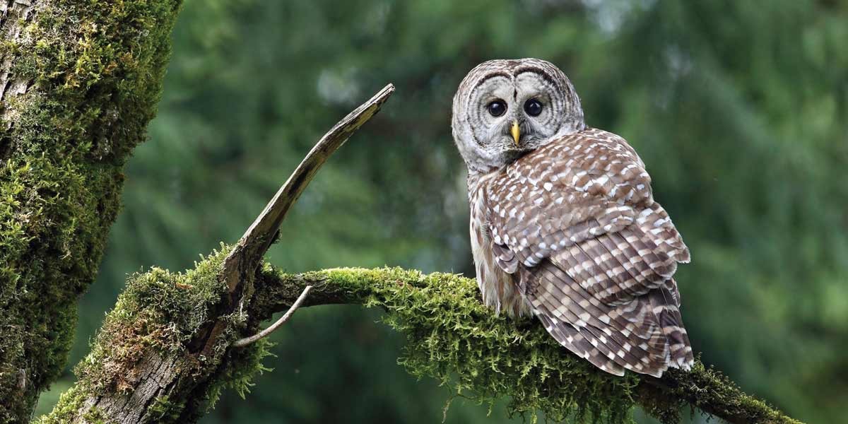 Barred owl perched on moss-covered tree branch with blurred forest background.