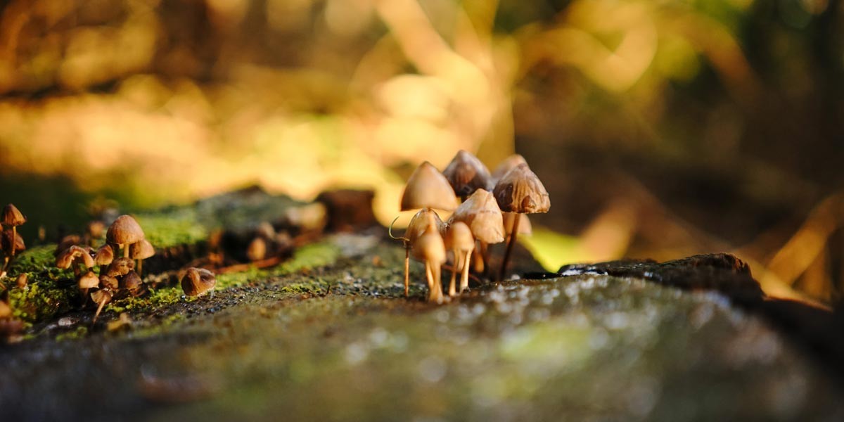 Clusters of small brown mushrooms growing on mossy, decaying wood in soft sunlight.