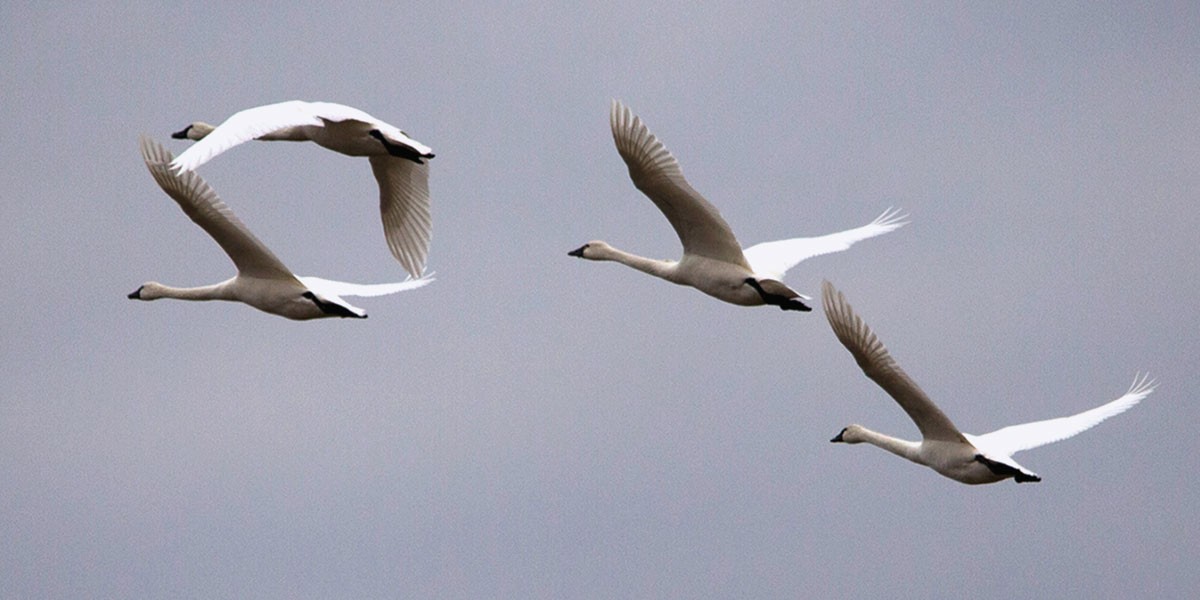 Four white swans flying in formation against a gray sky.