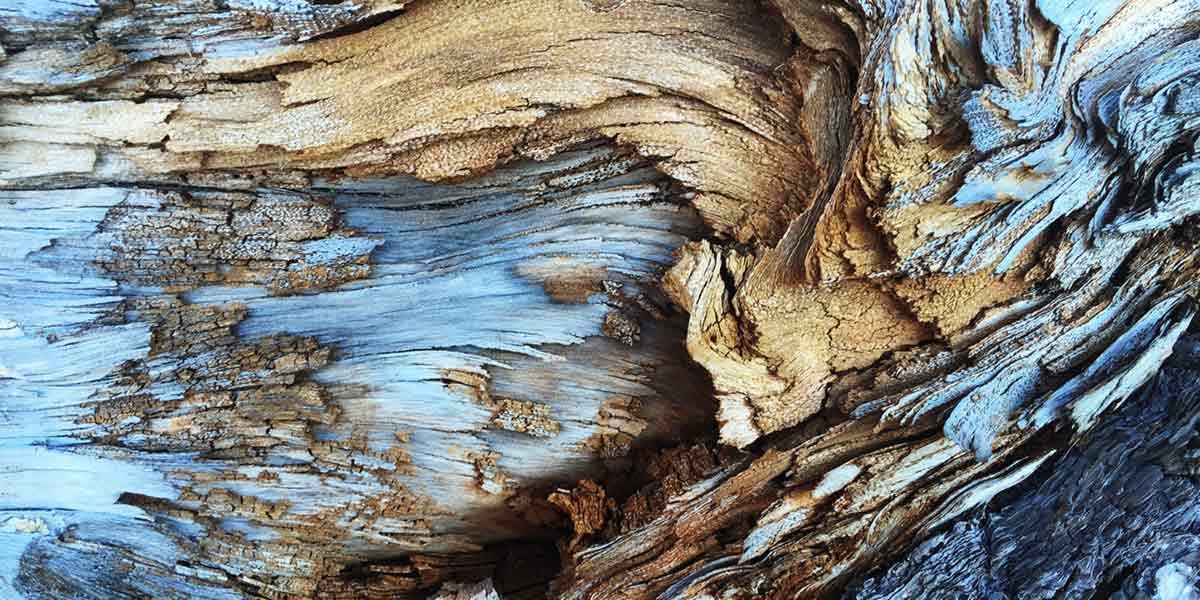 Close-up of weathered wood texture with blue-gray and brown tones showing cracks and grain patterns.