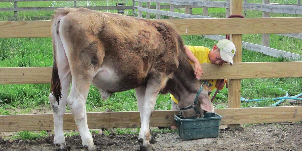 Young boy in yellow shirt and cap petting a brown calf eating from a trough by a wooden fence.