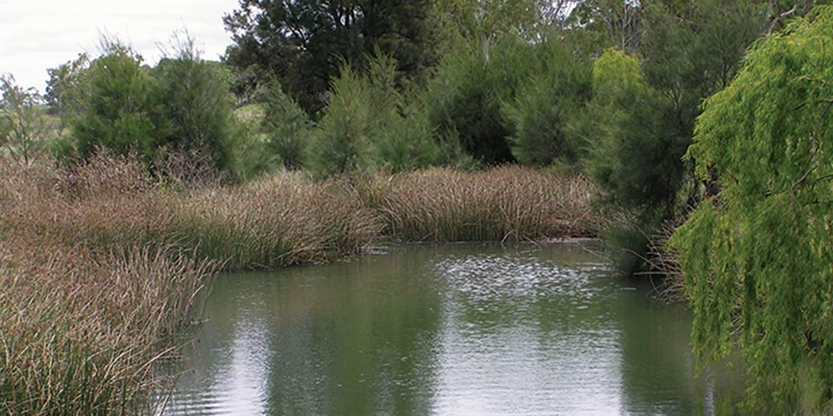 Calm water body surrounded by dense green trees and tall reeds under a cloudy sky.