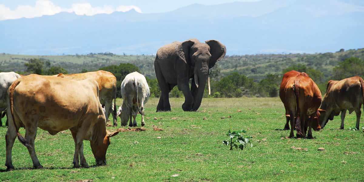 An elephant standing in a grassy field surrounded by grazing cows under a blue sky.
