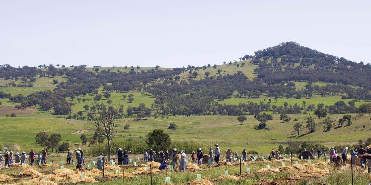People planting trees in a large field with green hills and scattered trees in the background.