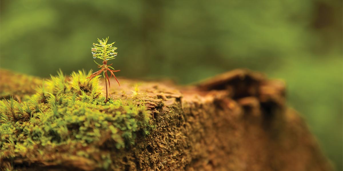 Small moss and a tiny plant with water droplets growing on a tree stump in a blurred green background.