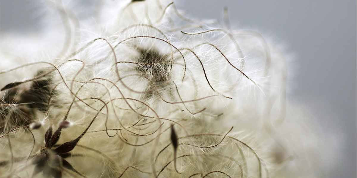 Close-up of delicate white fuzzy seed heads with thin curling stems against a blurred gray background.