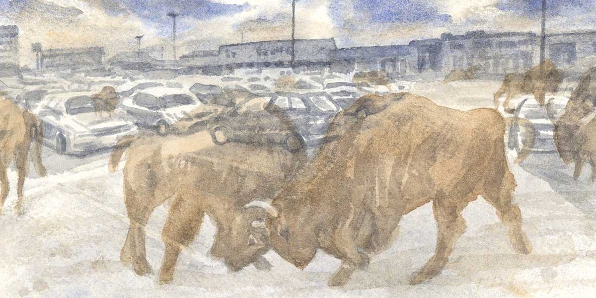 Watercolor of two bison butting heads in a parking lot filled with cars under a cloudy sky.
