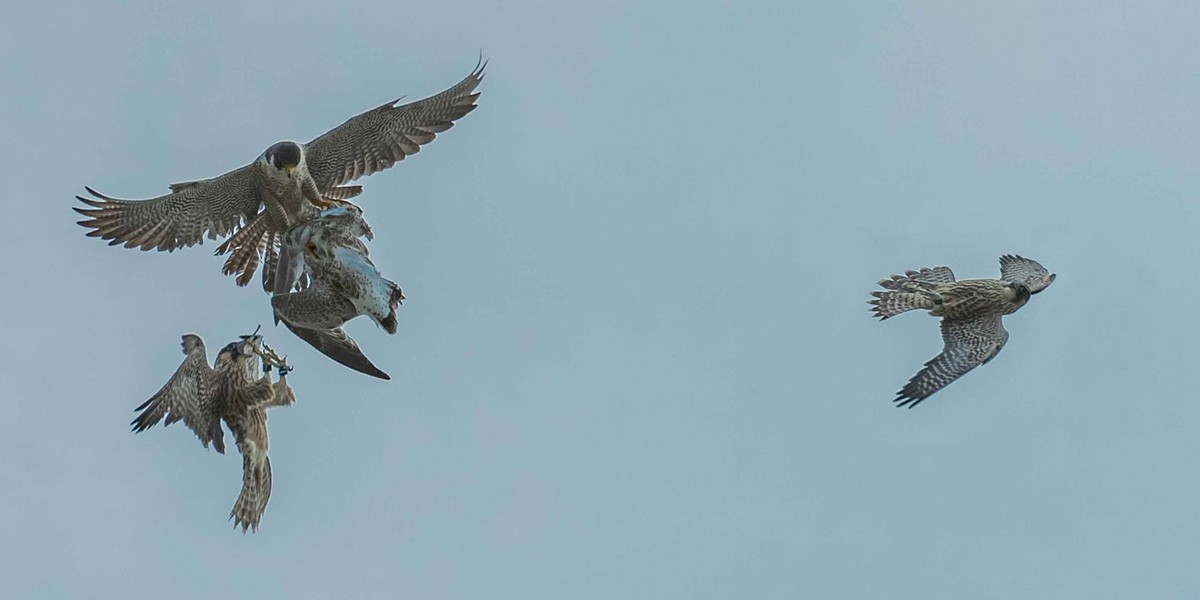 Four falcons flying against a blue sky, two holding prey in their talons.