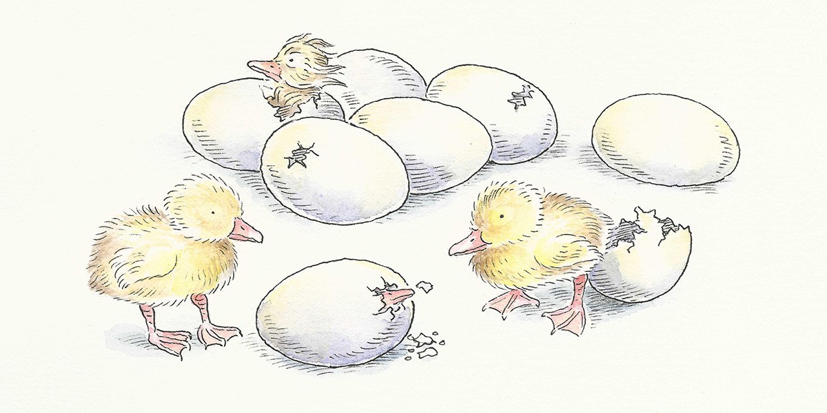 Illustration of three yellow ducklings hatching and walking near several white eggs with cracks.