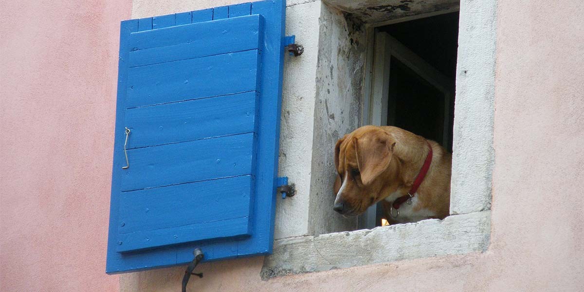 Brown dog with red collar looking down from a stone window with blue wooden shutter on pink wall.