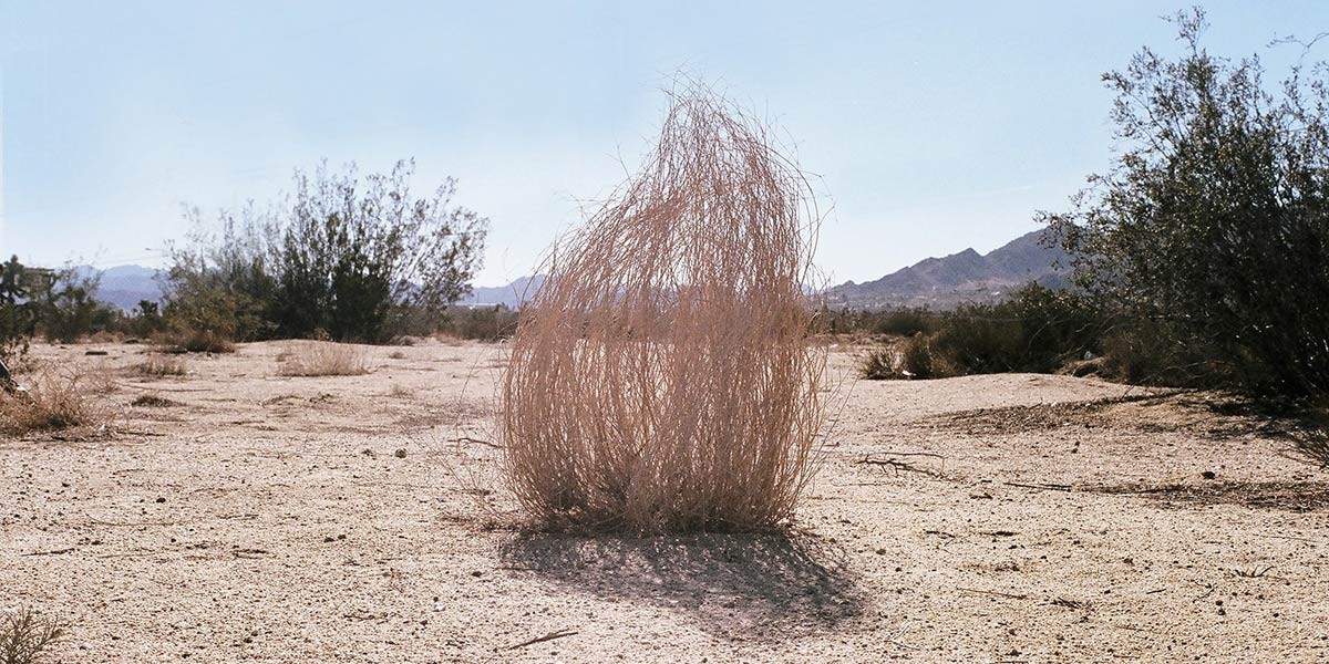 Dry tumbleweed resting on sandy desert ground with shrubs and mountains in the background.