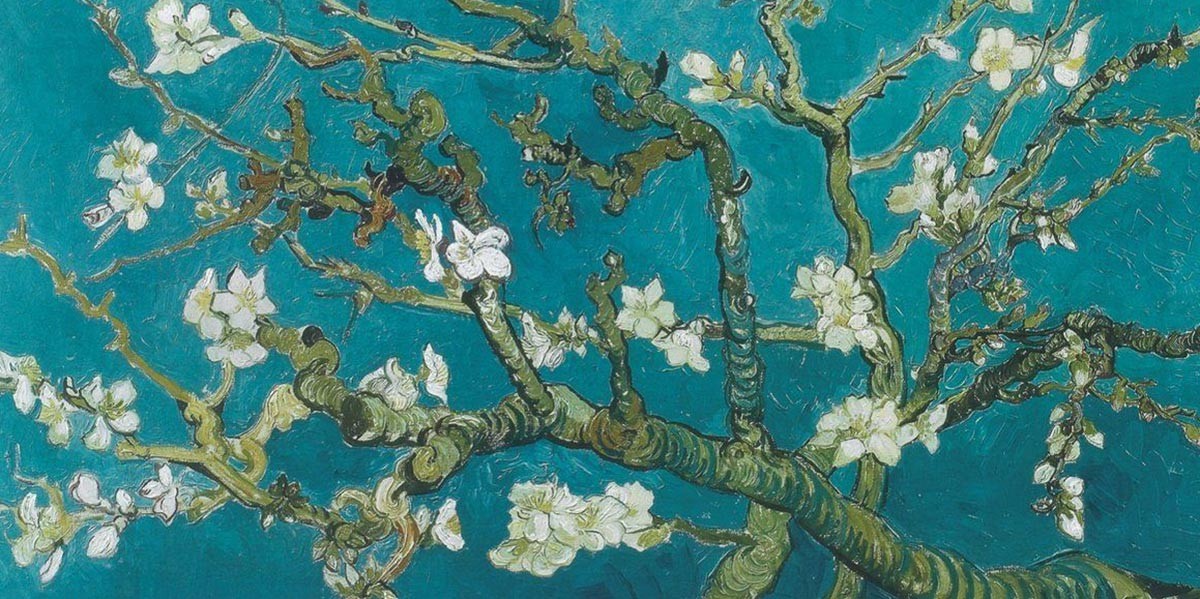 Branches of an almond tree with white blossoms set against a vibrant blue background.