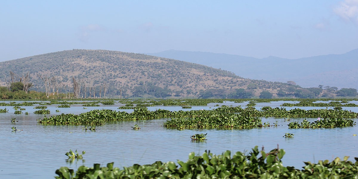 Calm lake with floating water plants and tree-covered hills under a clear blue sky.