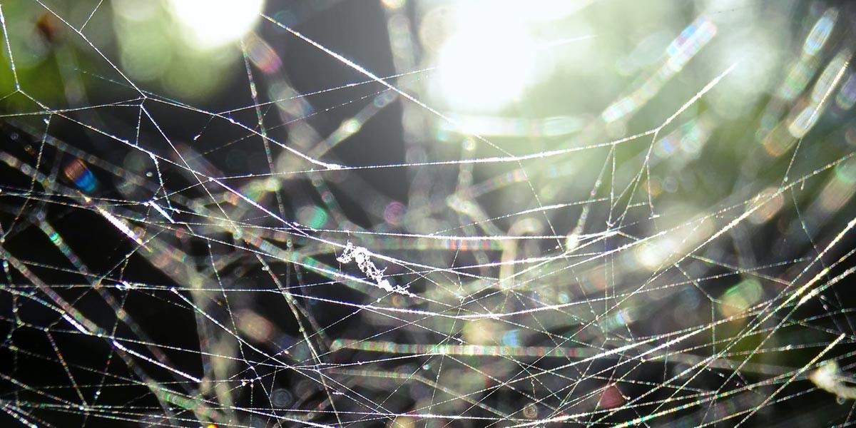 Close-up of a spider web with light reflections creating colorful sparkles on the strands.