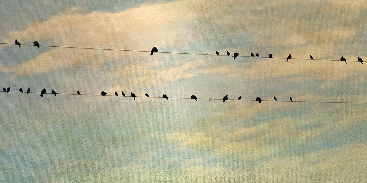 Birds perched along two parallel wires against a cloudy sky at dusk or dawn.