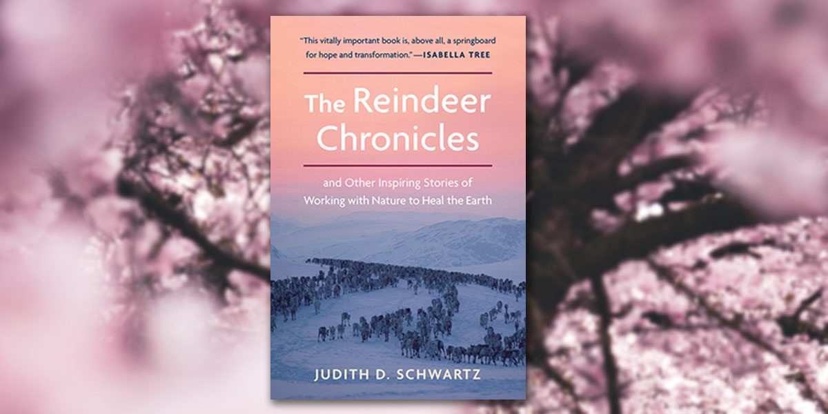 Book cover of The Reindeer Chronicles by Judith D. Schwartz with snowy landscape and reindeer herd.