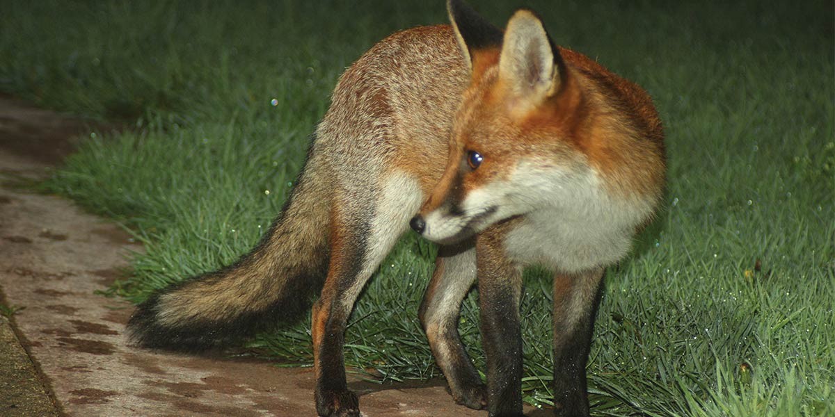 Red fox standing on a path, looking to the side with green grass in the background.