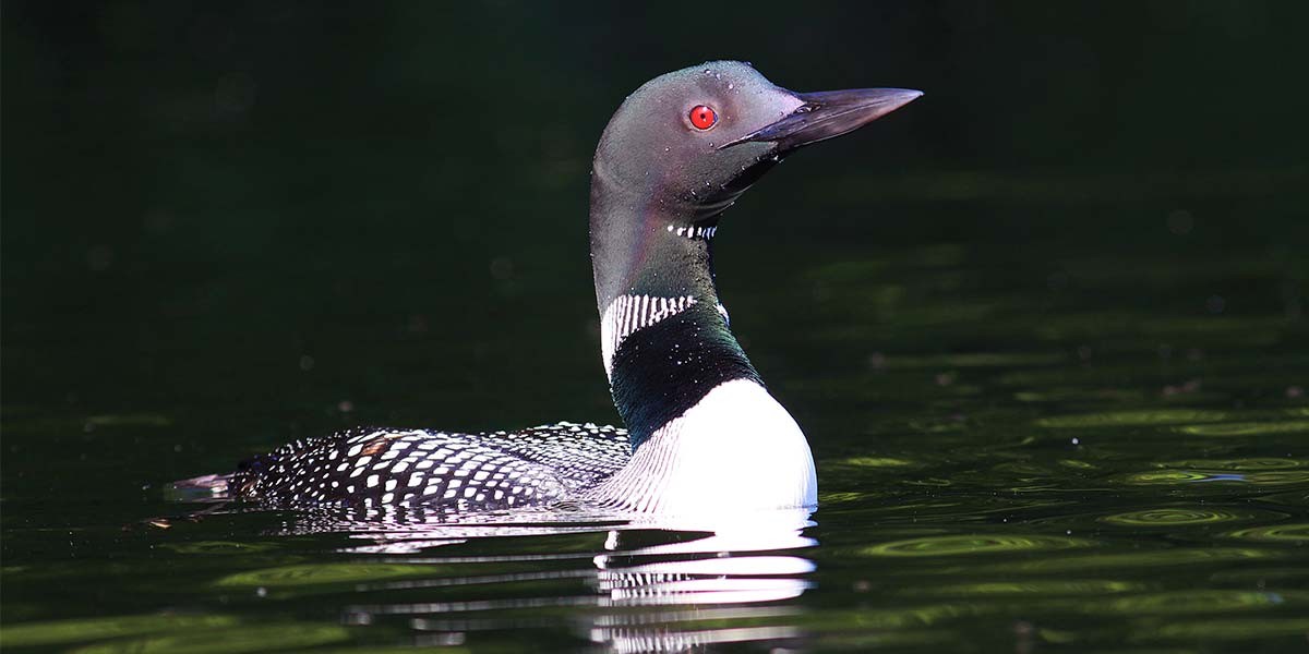 Common loon with red eyes swimming in dark green water.