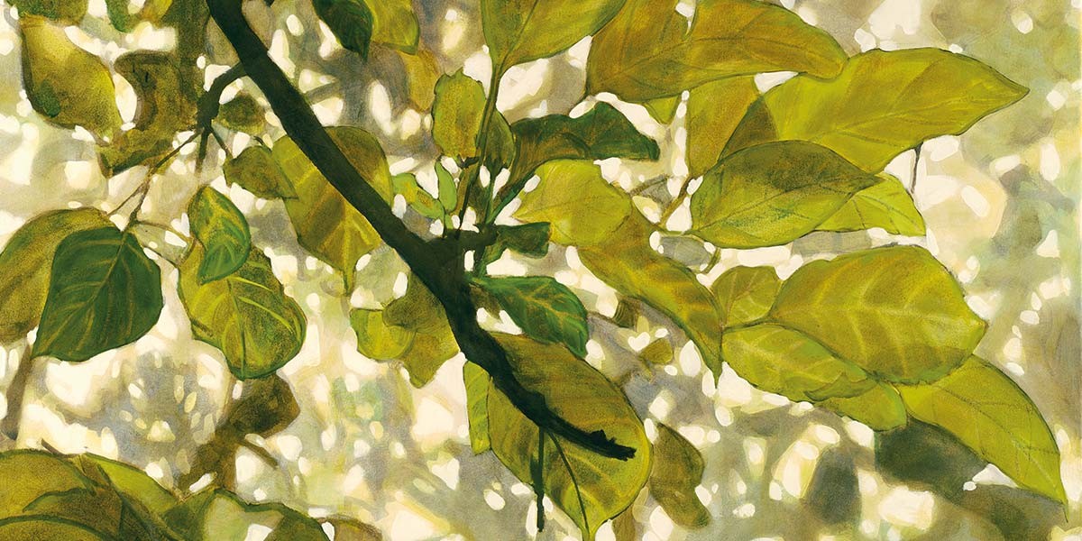 Close-up of green leaves on a branch with sunlight filtering through in the background.