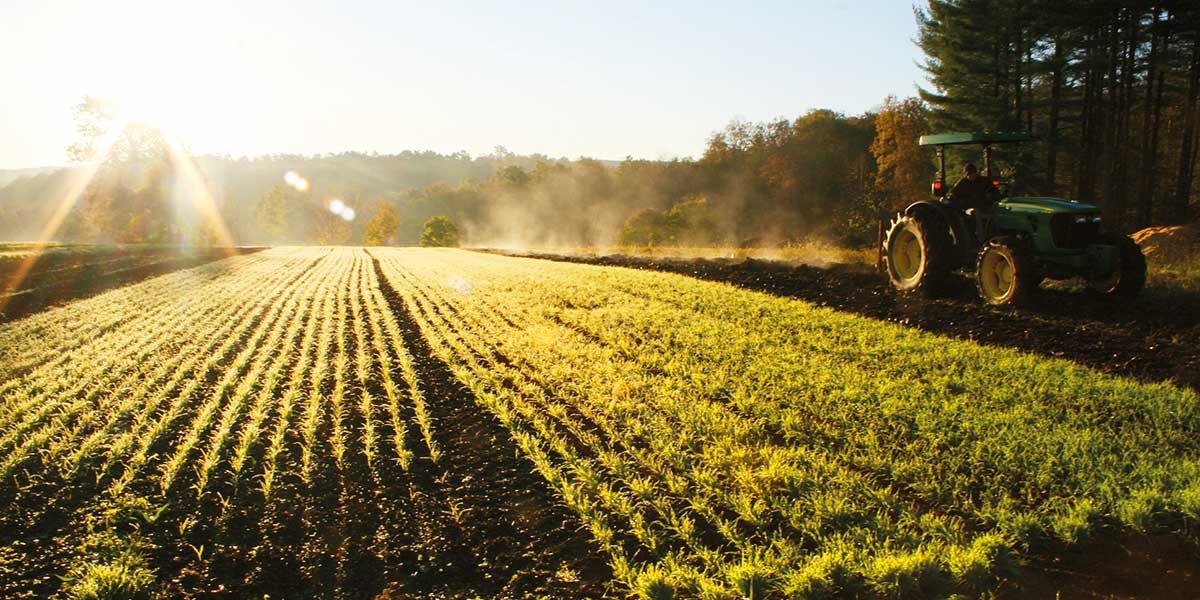 Sunlit farmland with tractor tilling soil beside rows of young green crops in early morning.