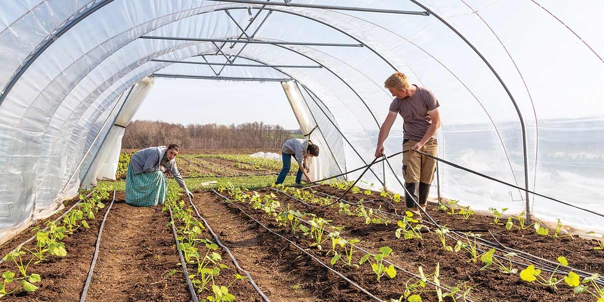 Three people tending young plants inside a greenhouse with curved plastic roof.
