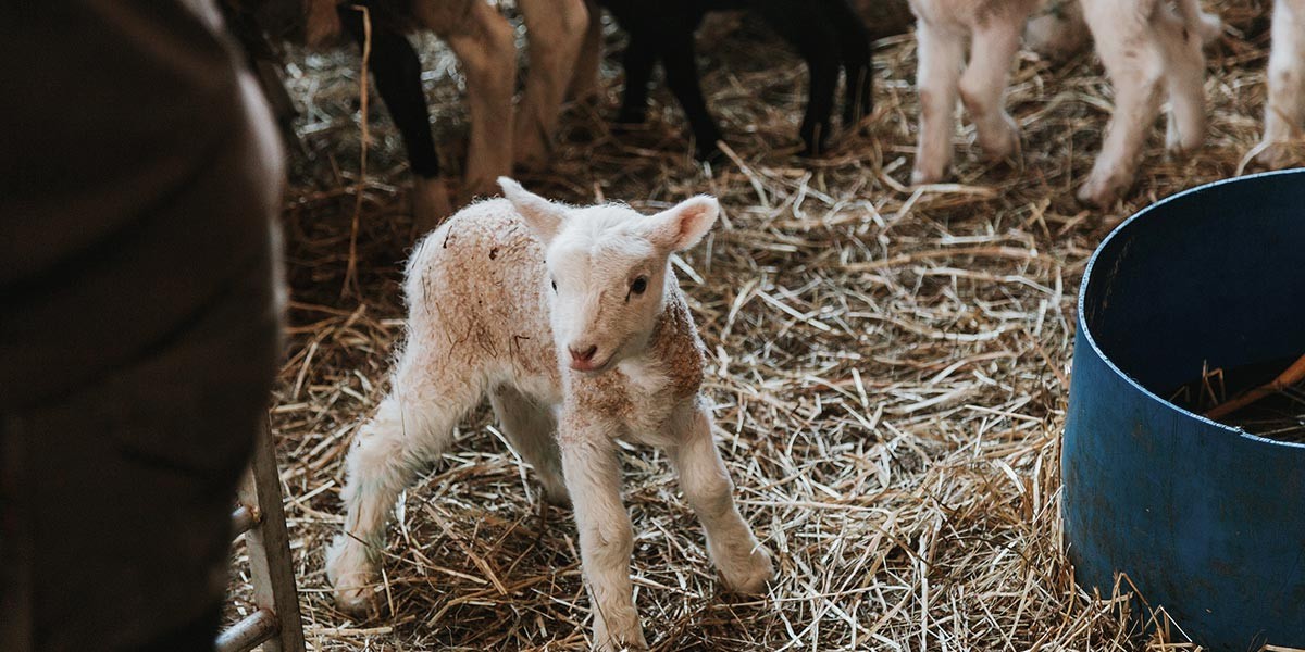 Young lamb standing on straw inside a barn with other lambs nearby and a blue container.