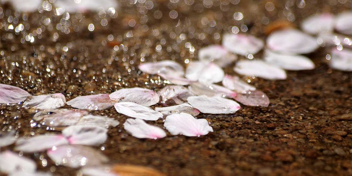 Pink and white flower petals floating on shallow, pebbled water reflecting light bokeh.