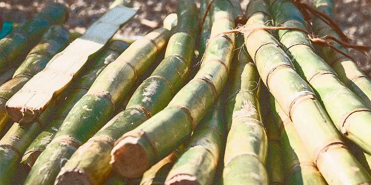 Close-up of cut green sugarcane stalks arranged on the ground in daylight.