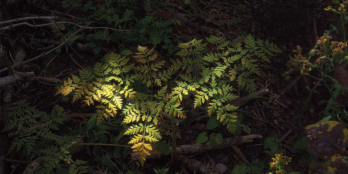 Green and yellow fern leaves illuminated by sunlight on a dark forest floor with twigs and plants.