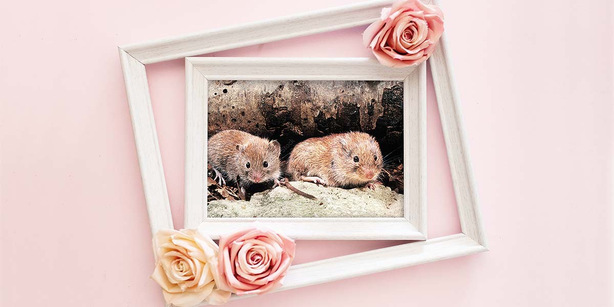 Two small brown rodents inside a white photo frame surrounded by pink and peach roses on a pink surface.