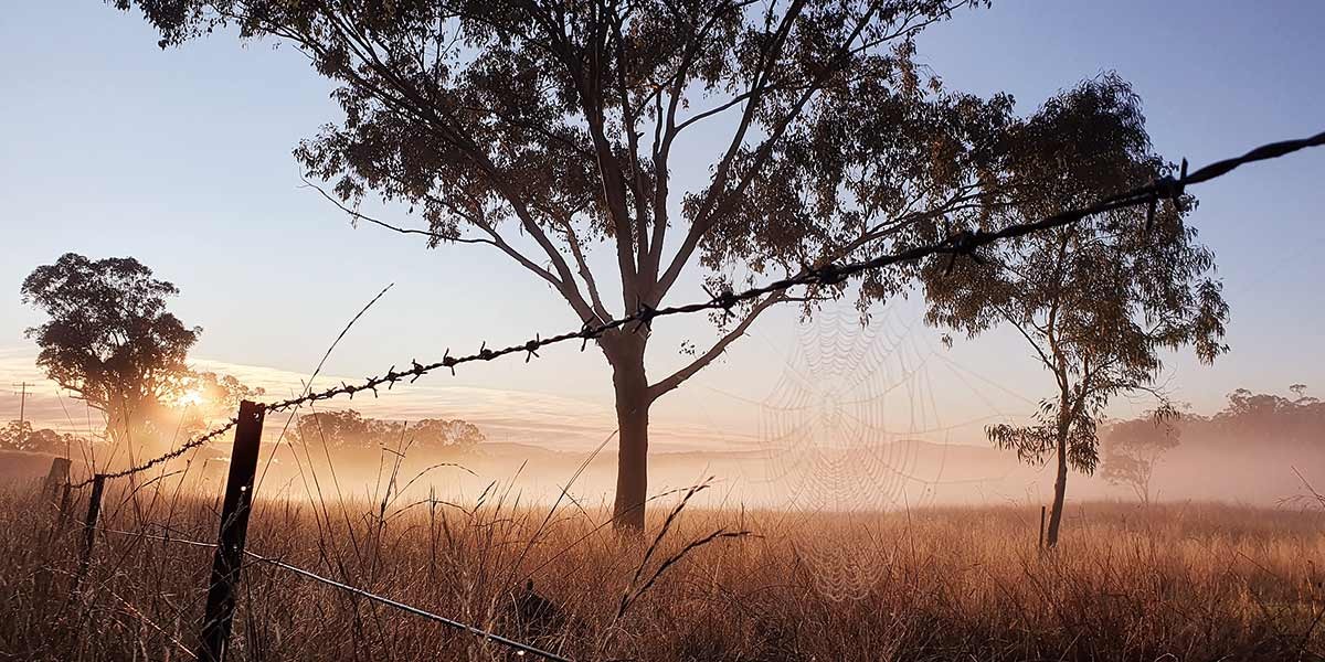 Morning sunrise over a misty field with tall grass, trees, a barbed wire fence, and a spider web.