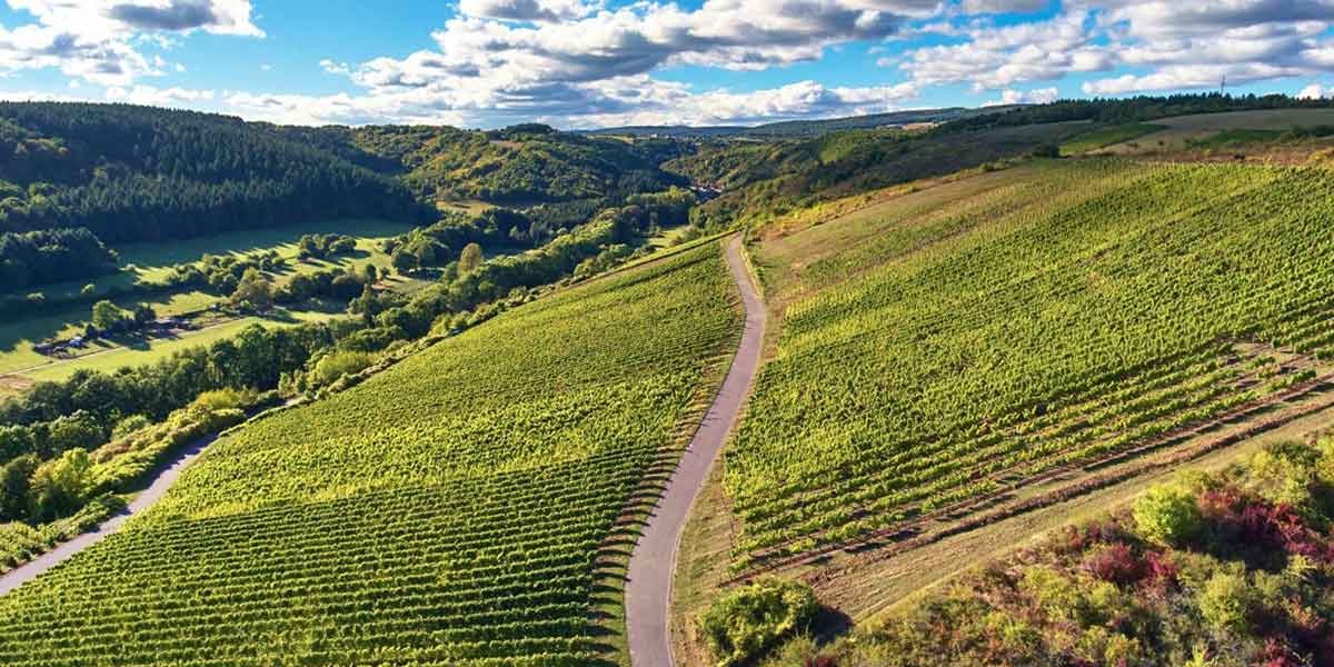 Aerial view of a winding road cutting through lush green vineyards on rolling hills under a blue sky.