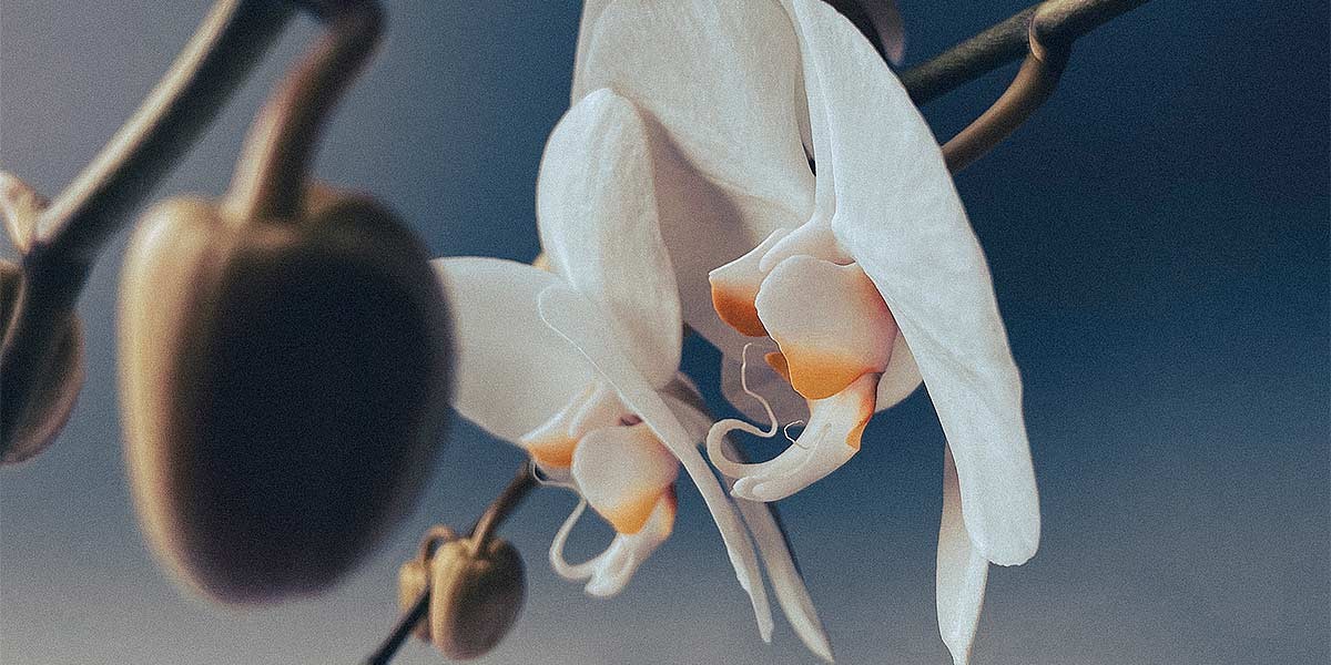 Close-up of white orchid flowers with orange centers on a branch against a soft blue background.