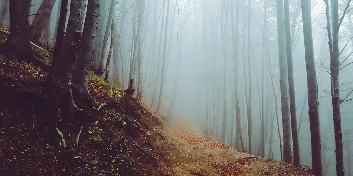 Foggy forest path lined with tall bare trees and moss-covered ground on a slope.