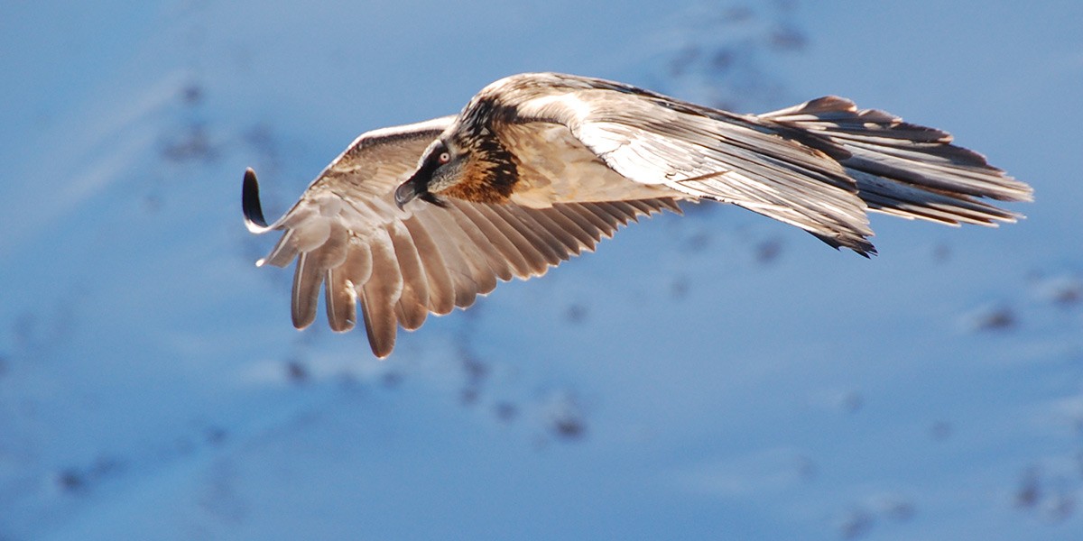 Bird of prey with wings spread soaring over a blue body of water.