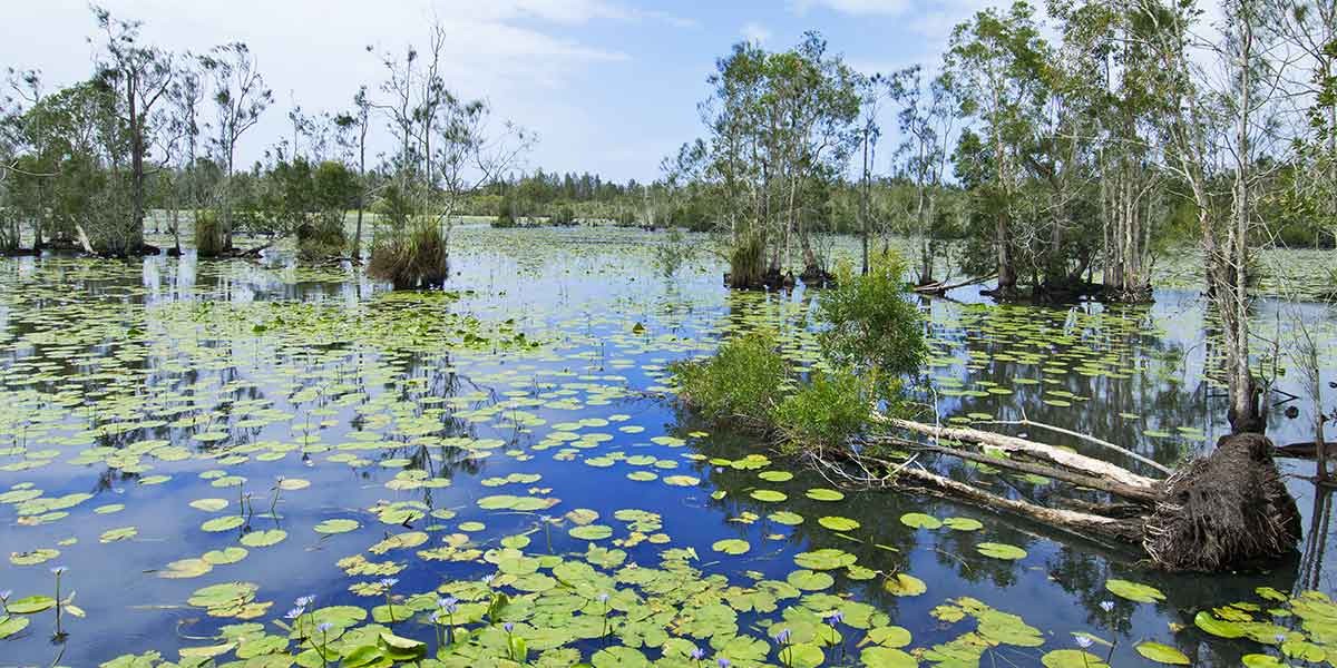 Wetland scene with water lilies floating and sparse trees reflecting on calm water under a blue sky.