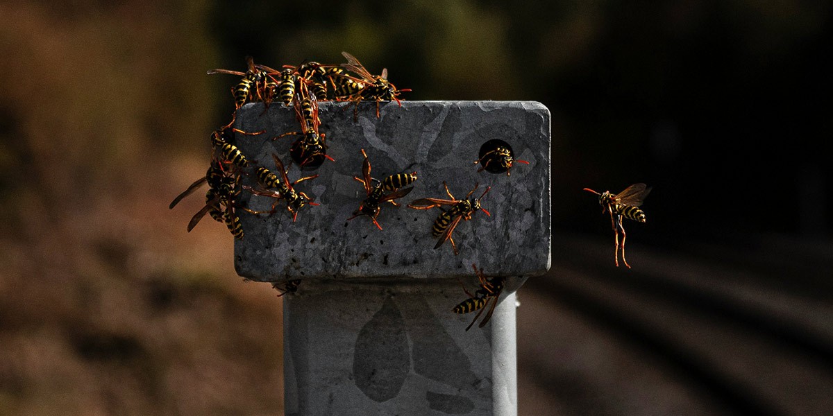 Several wasps clustered on and flying around the corner of a gray concrete post.
