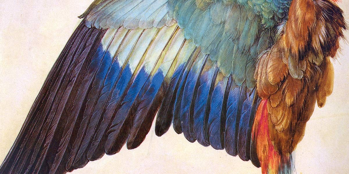 Close-up of a bird’s wing showing layered blue, green, and brown feathers in detail.