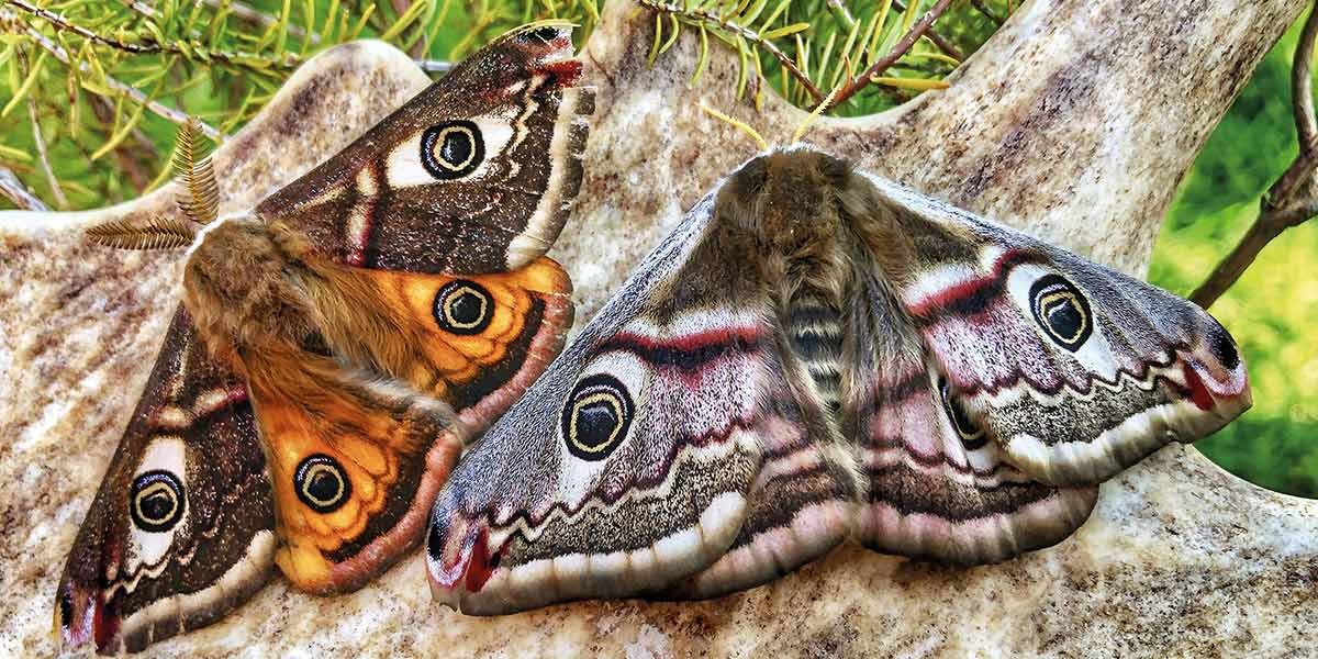 Two colorful moths with eye-like patterns resting on a light textured surface near green foliage.
