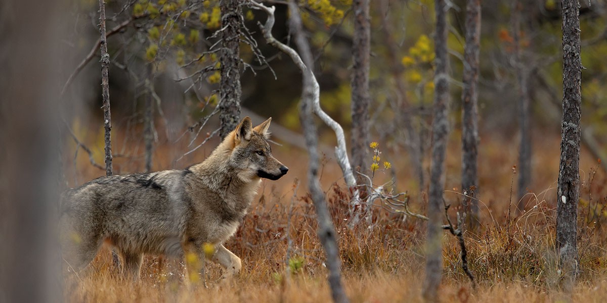 Gray wolf walking through a forest with autumn-colored grass and trees.
