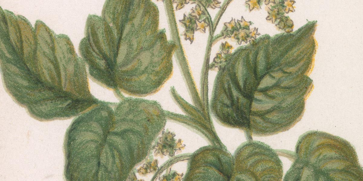 Illustration of green leaves and small clustered yellow flowers on stems.