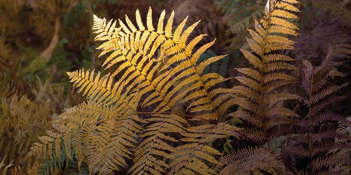 Close-up of yellow and brown fern leaves in a shaded forest setting.