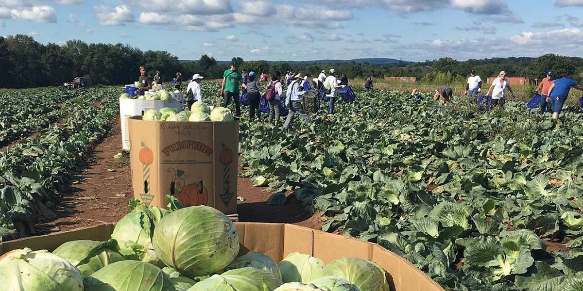 People harvesting cabbage in large green field under a blue sky with scattered clouds.