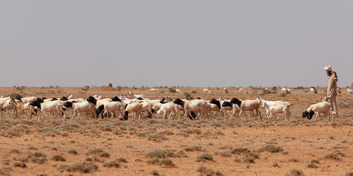 Herd of black-and-white goats grazing on dry terrain with a man standing nearby under clear sky.
