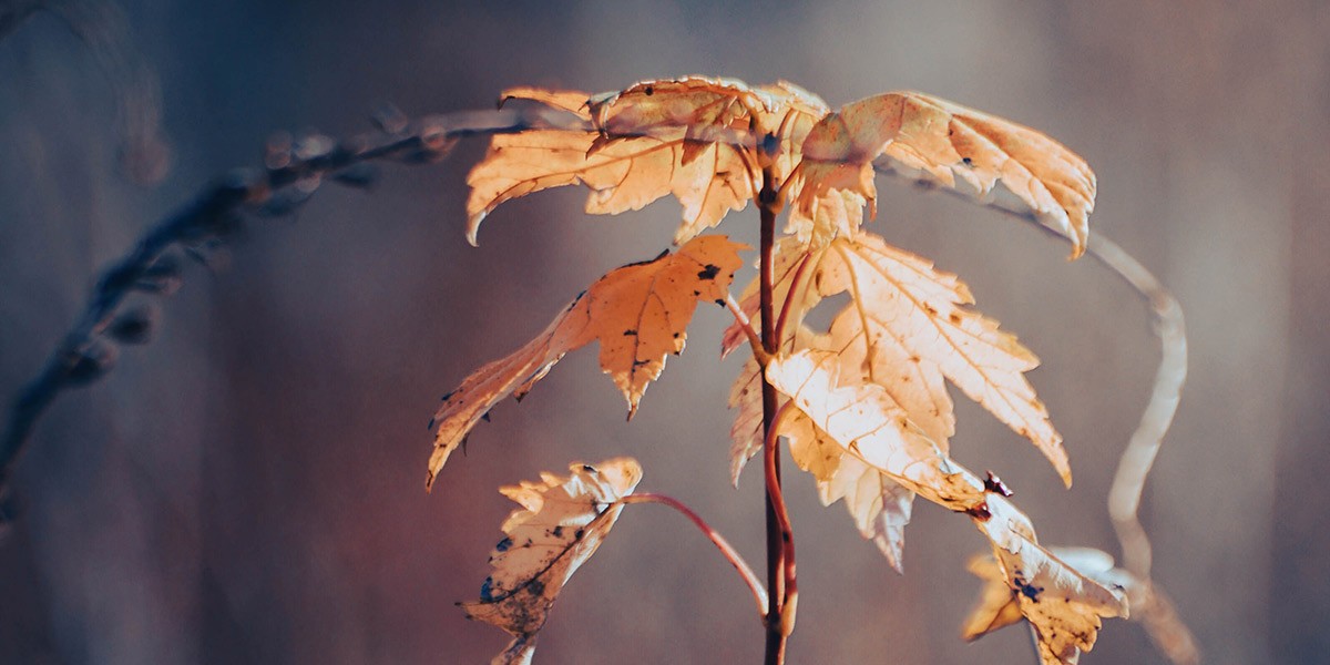 Close-up of dried brown autumn leaves on thin branches against a blurred background.