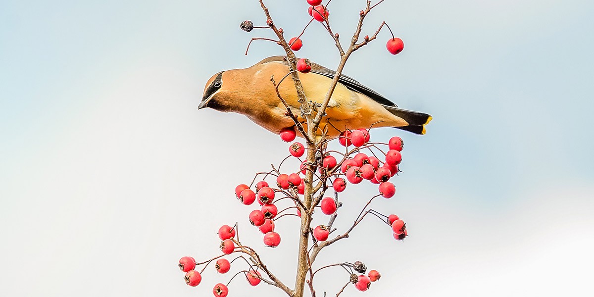Brown and yellow bird perched on a branch with clusters of bright red berries against a pale sky.